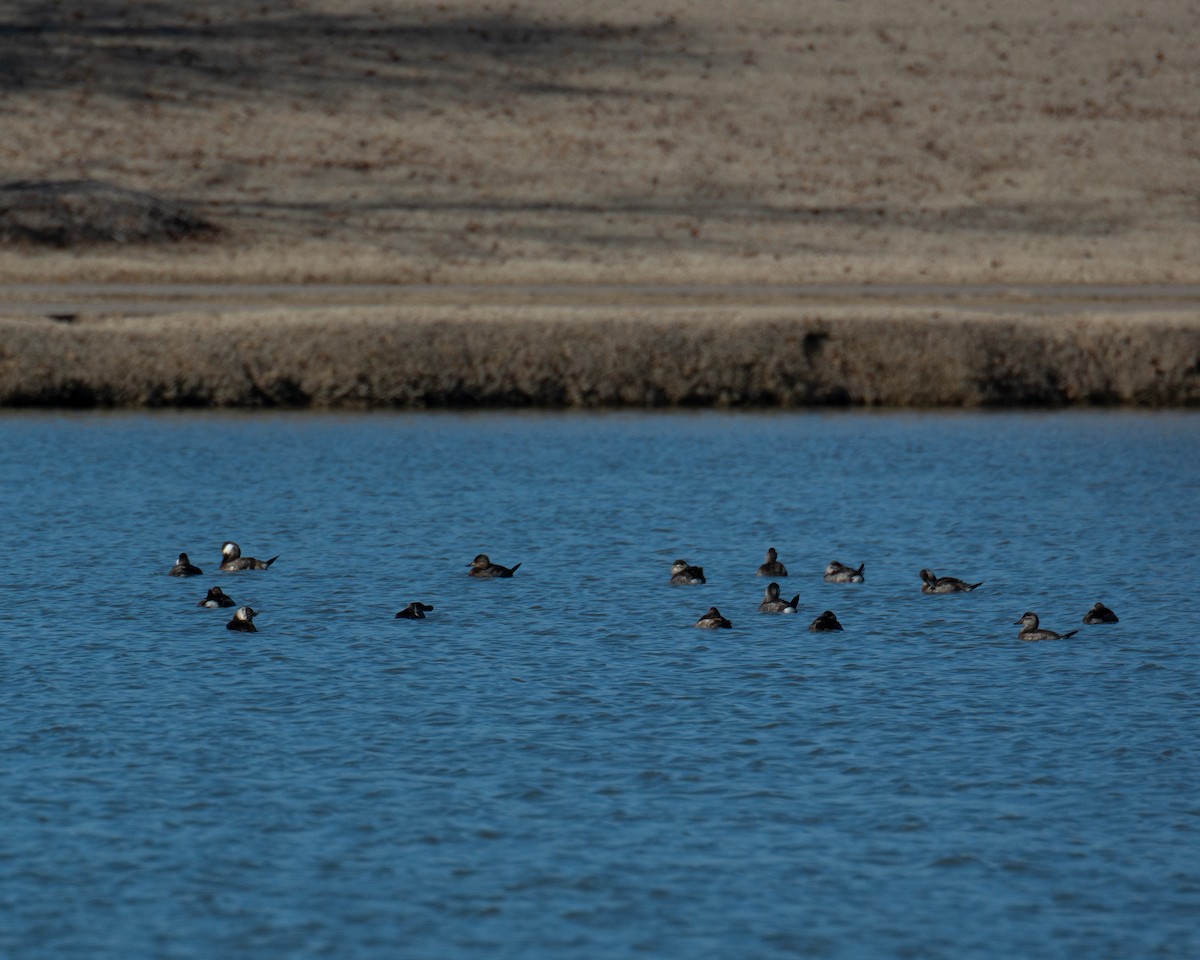 Ruddy Duck - ML612846157