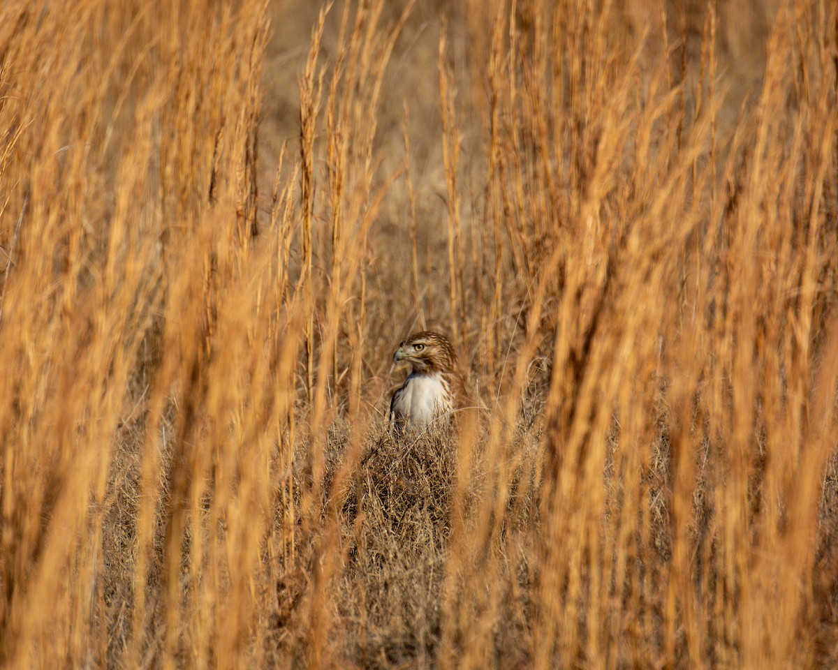 Red-tailed Hawk - ML612846242