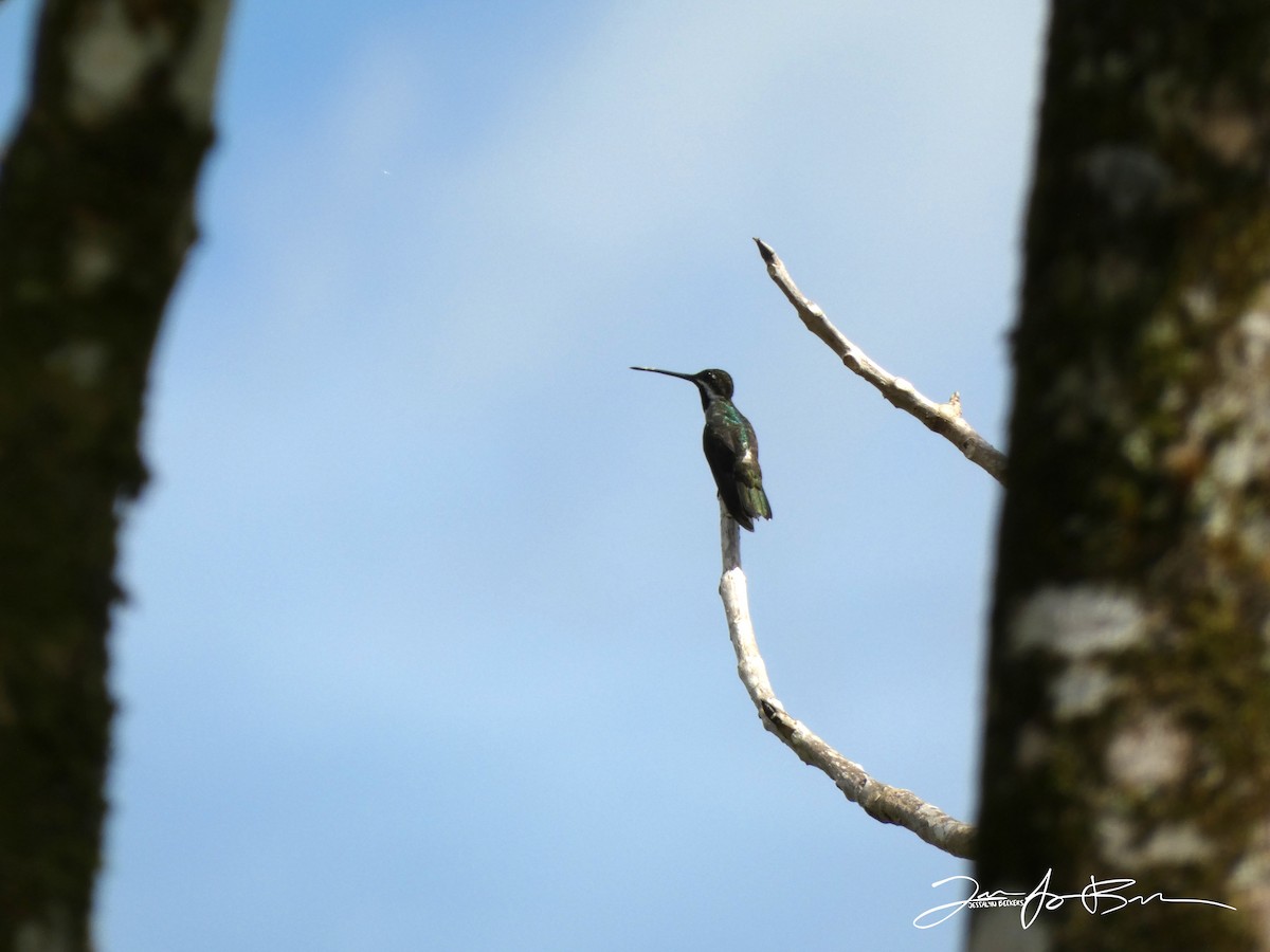 Long-billed Starthroat - ML612846289