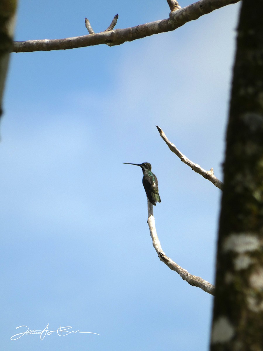 Long-billed Starthroat - ML612846292