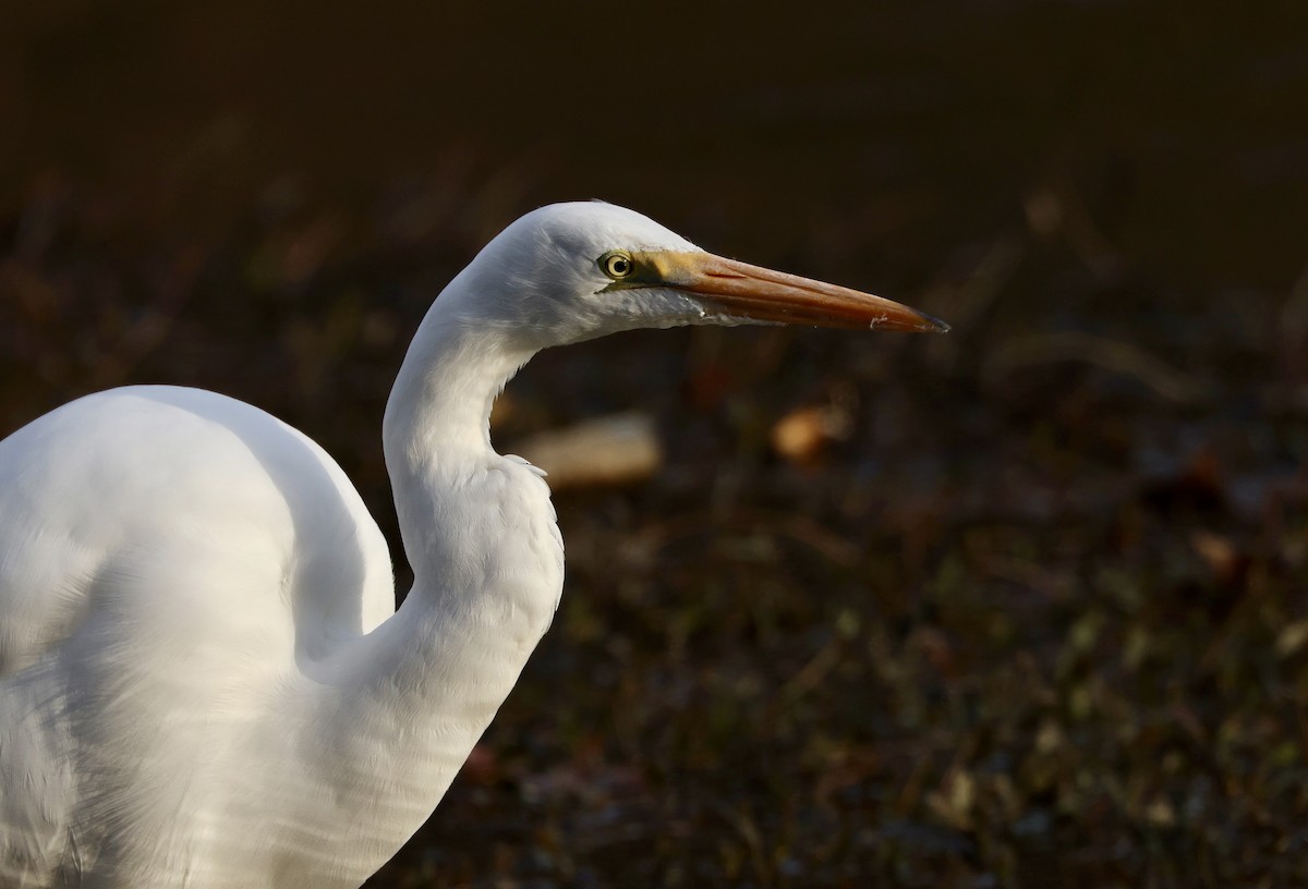 Great Egret - ML612846388