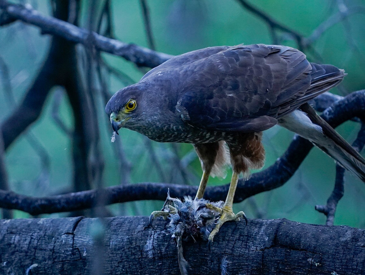 Chilean Hawk - ML612846455