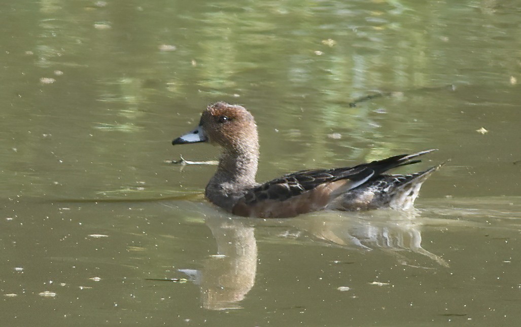 Eurasian Wigeon - ML612846614