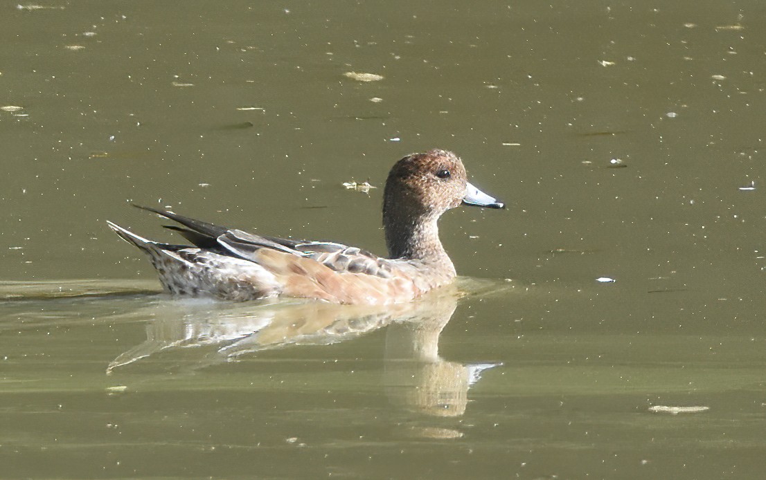 Eurasian Wigeon - ML612846615