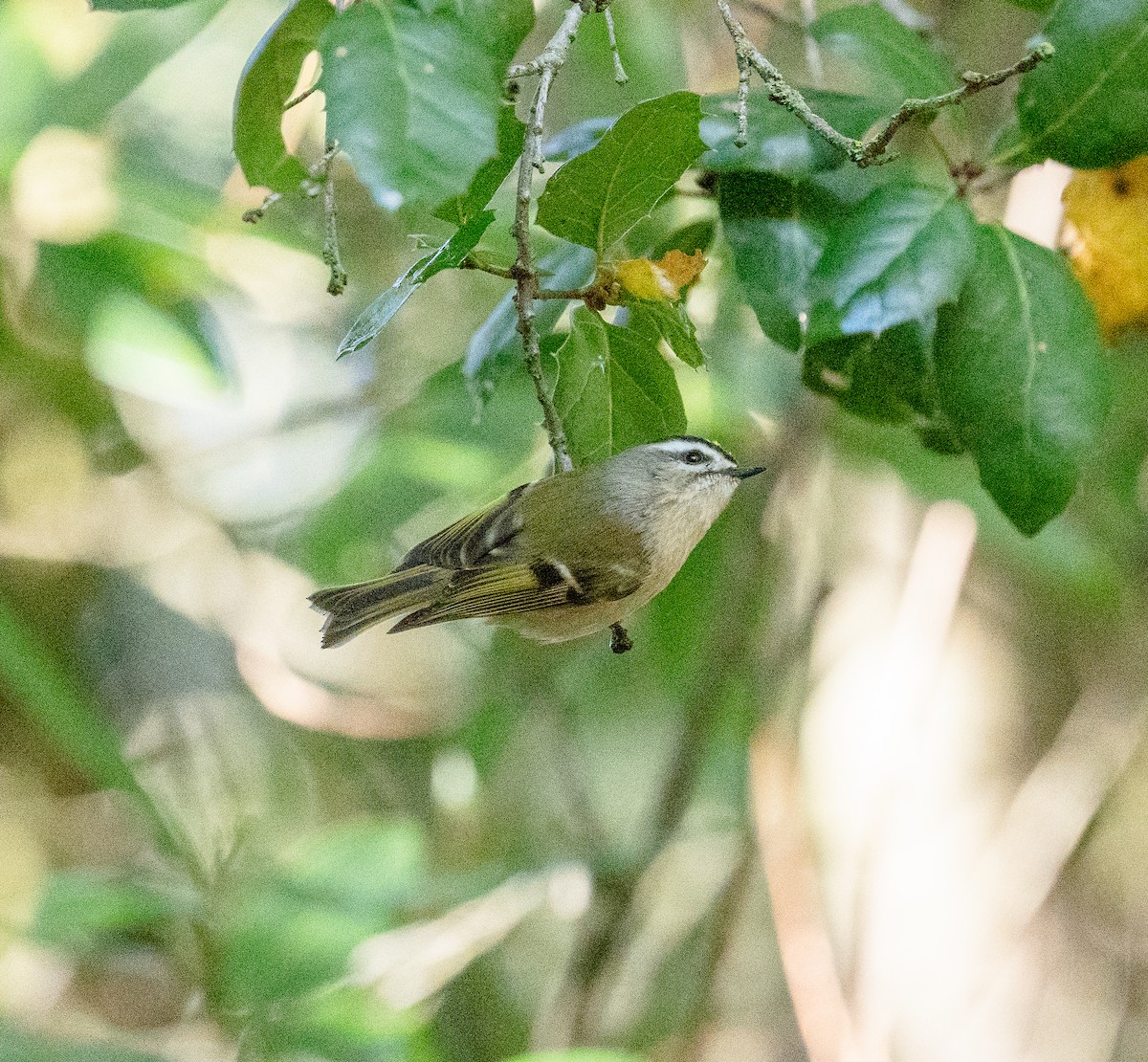 Golden-crowned Kinglet - ML612846687