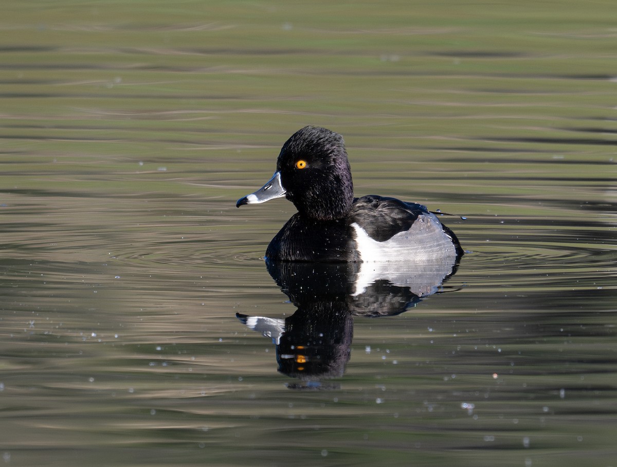 Ring-necked Duck - ML612846770