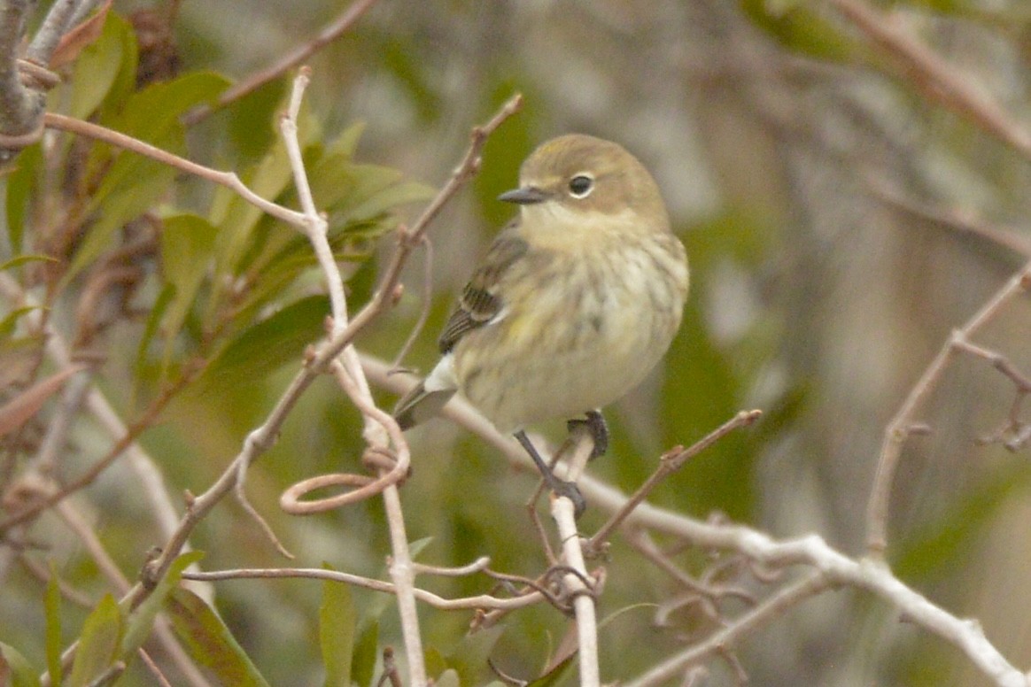 Yellow-rumped Warbler - David Gersten