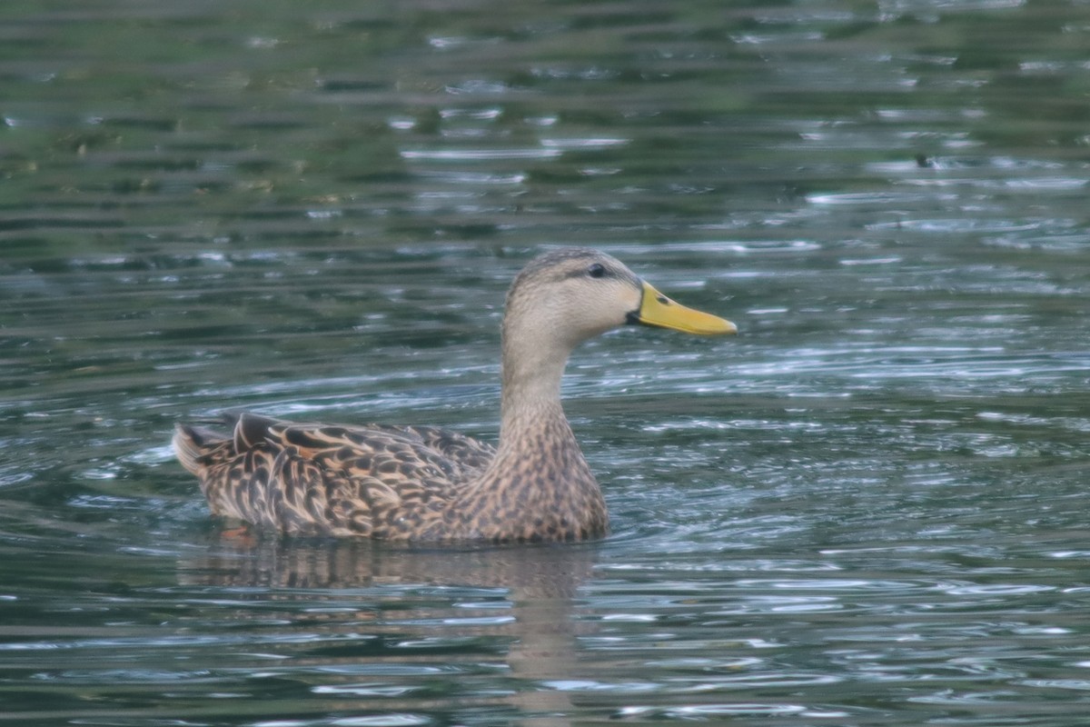 Mottled Duck - Margaret Viens