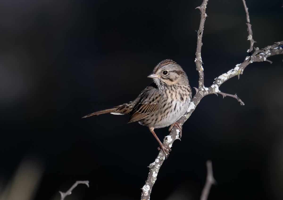 Lincoln's Sparrow - ML612846836