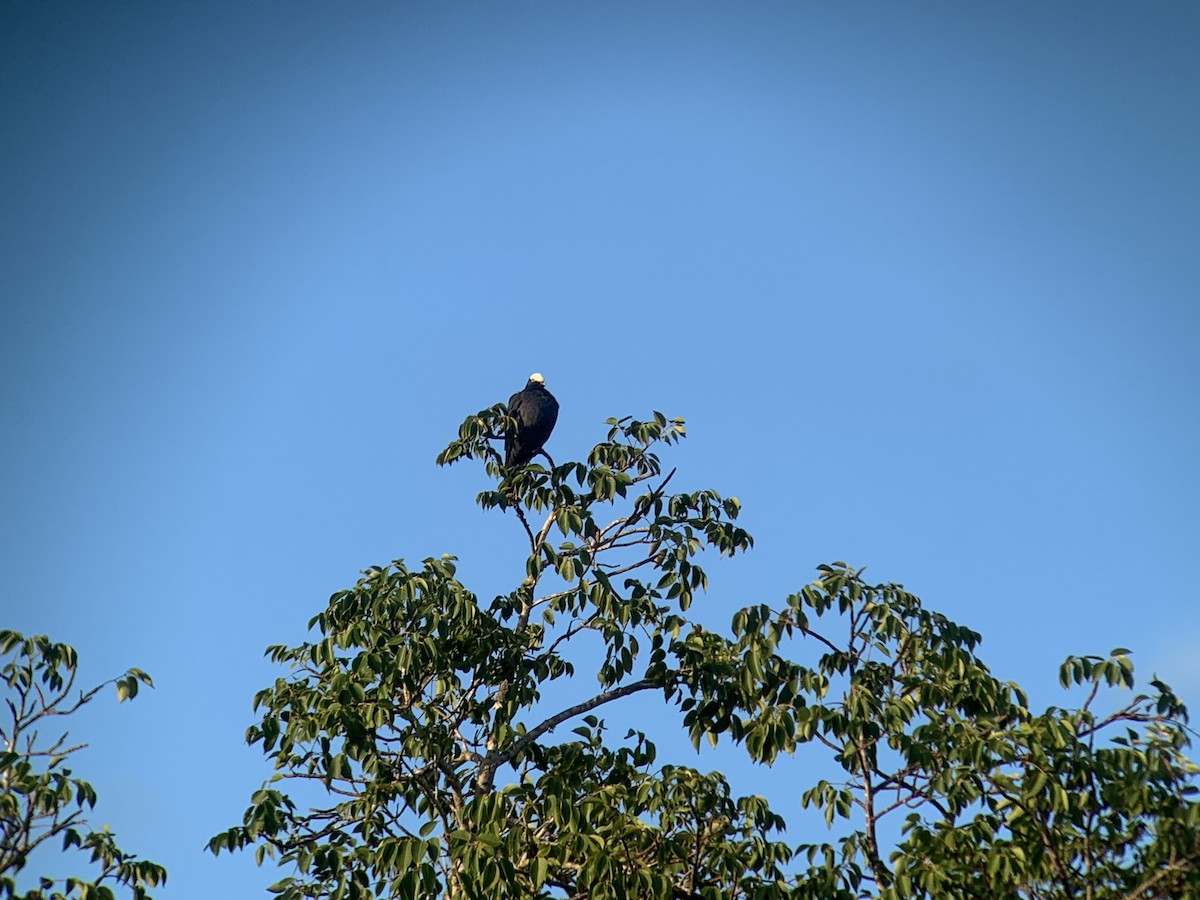 White-crowned Pigeon - ML612846849