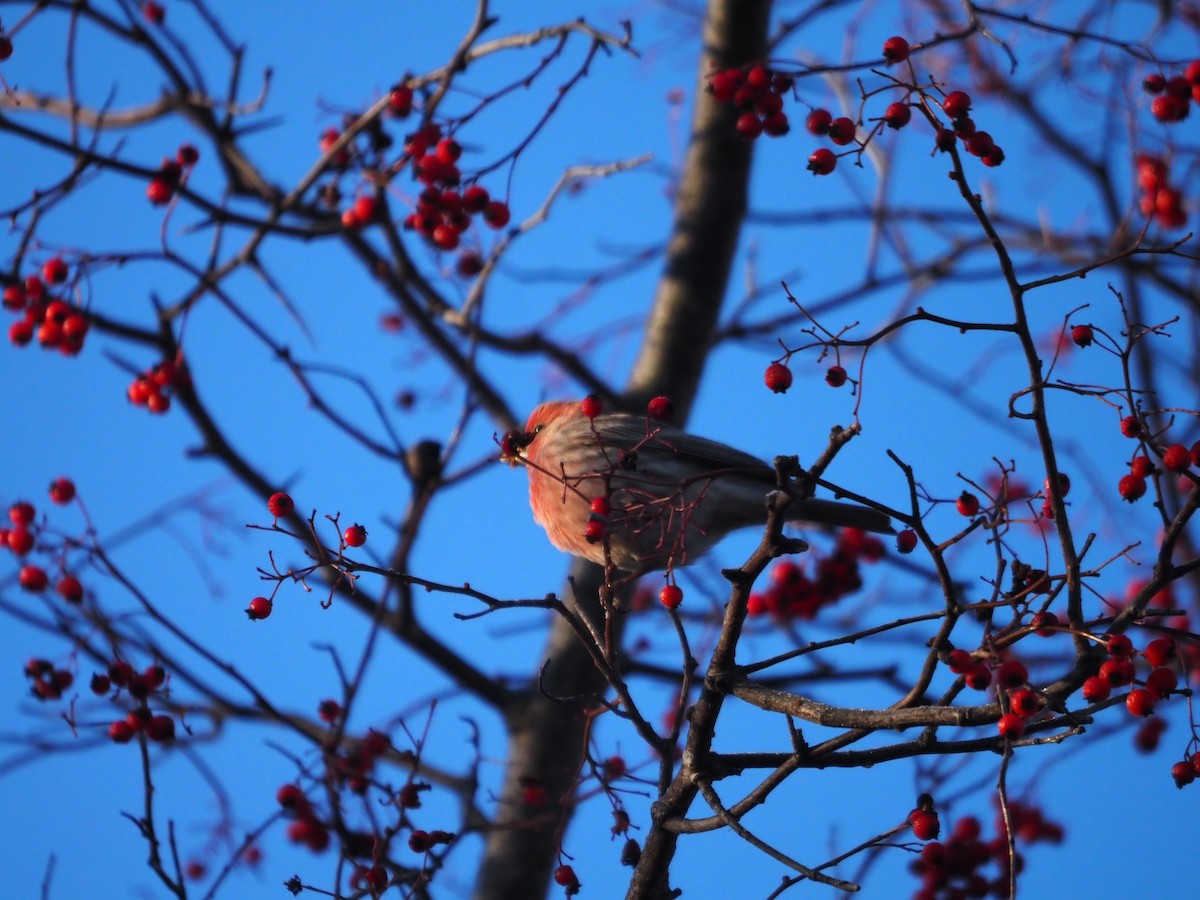 House Finch - ML612846881