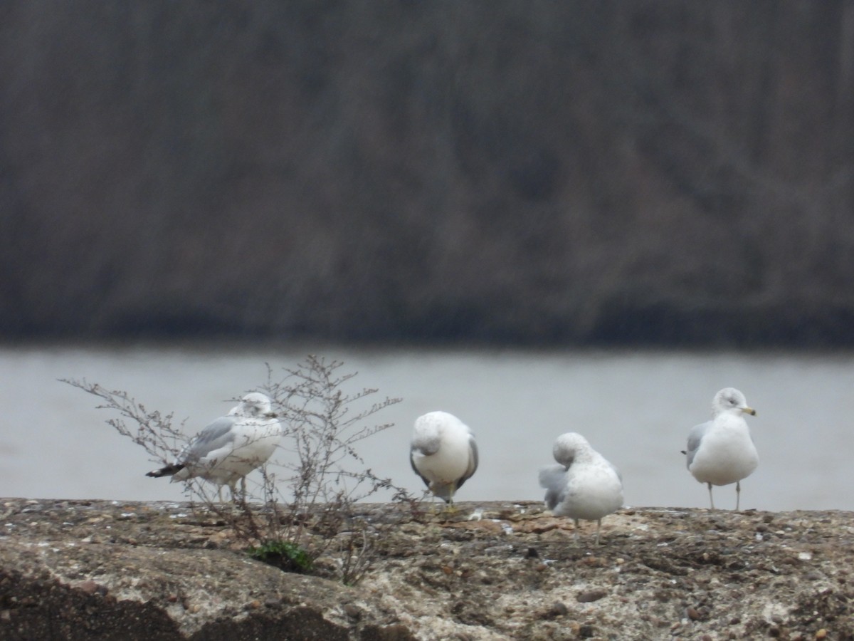 Ring-billed Gull - ML612846884