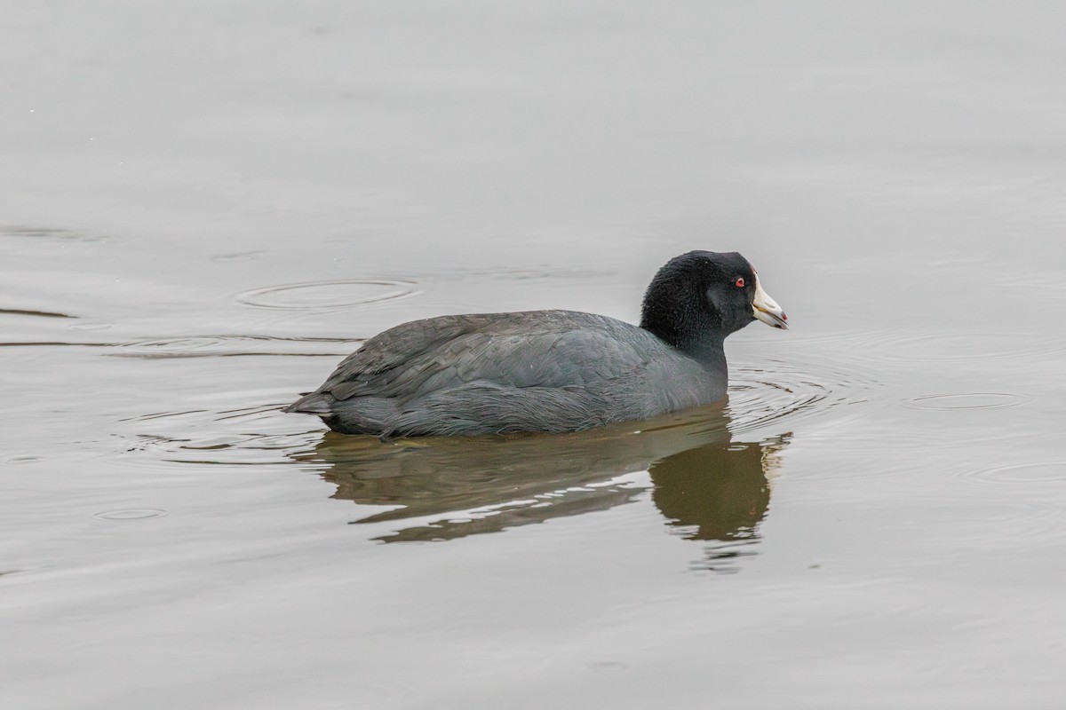 American Coot - Pierce Louderback