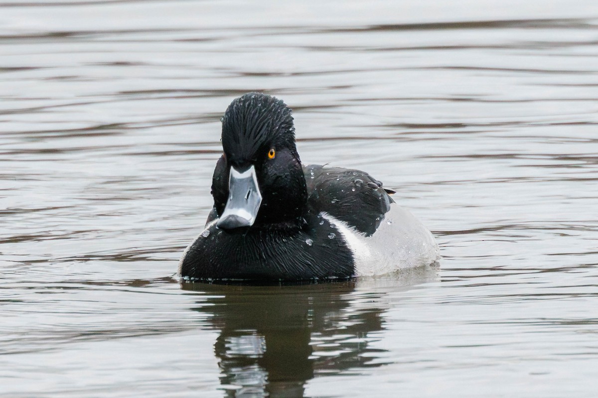 Ring-necked Duck - Pierce Louderback