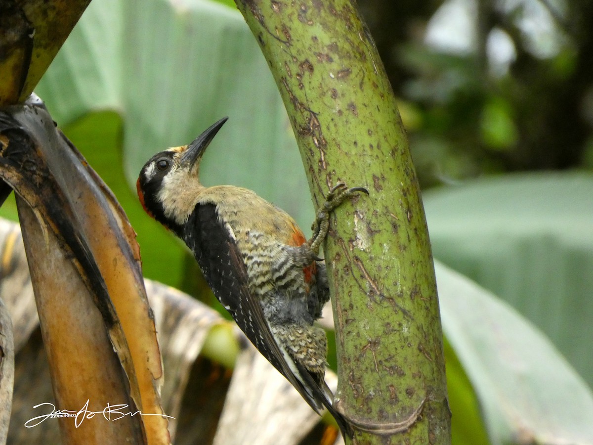 Black-cheeked Woodpecker - ML612846988