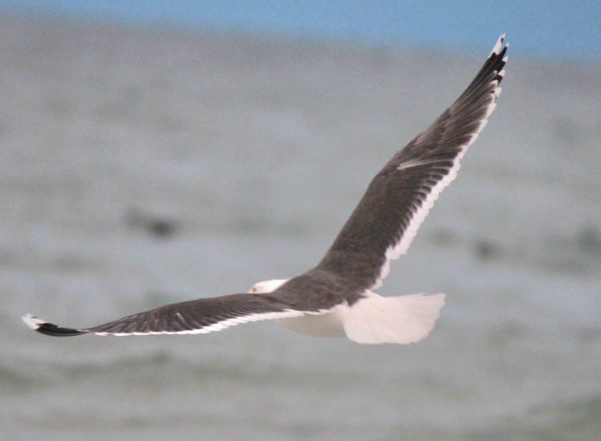 Great Black-backed Gull - Samuel Harris