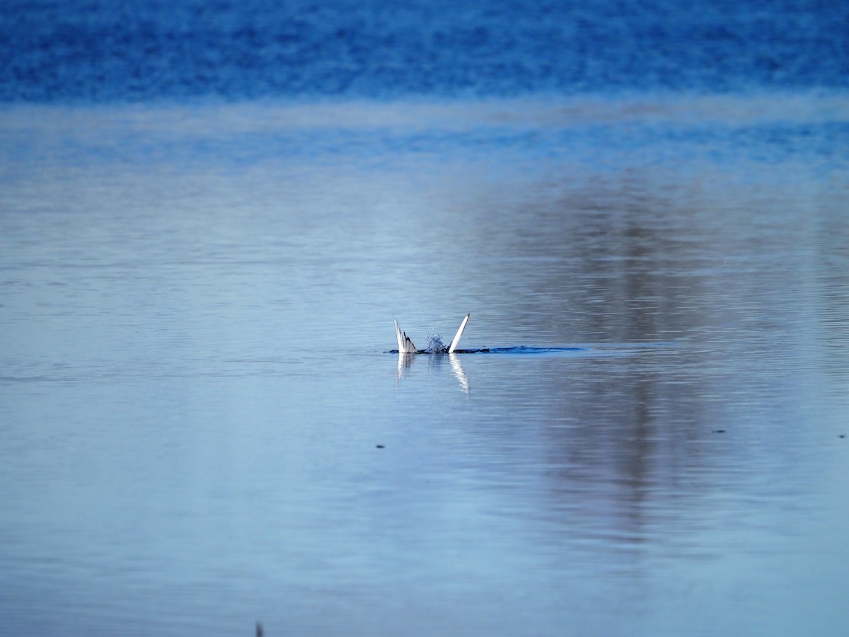 Mouette de Bonaparte - ML612847000