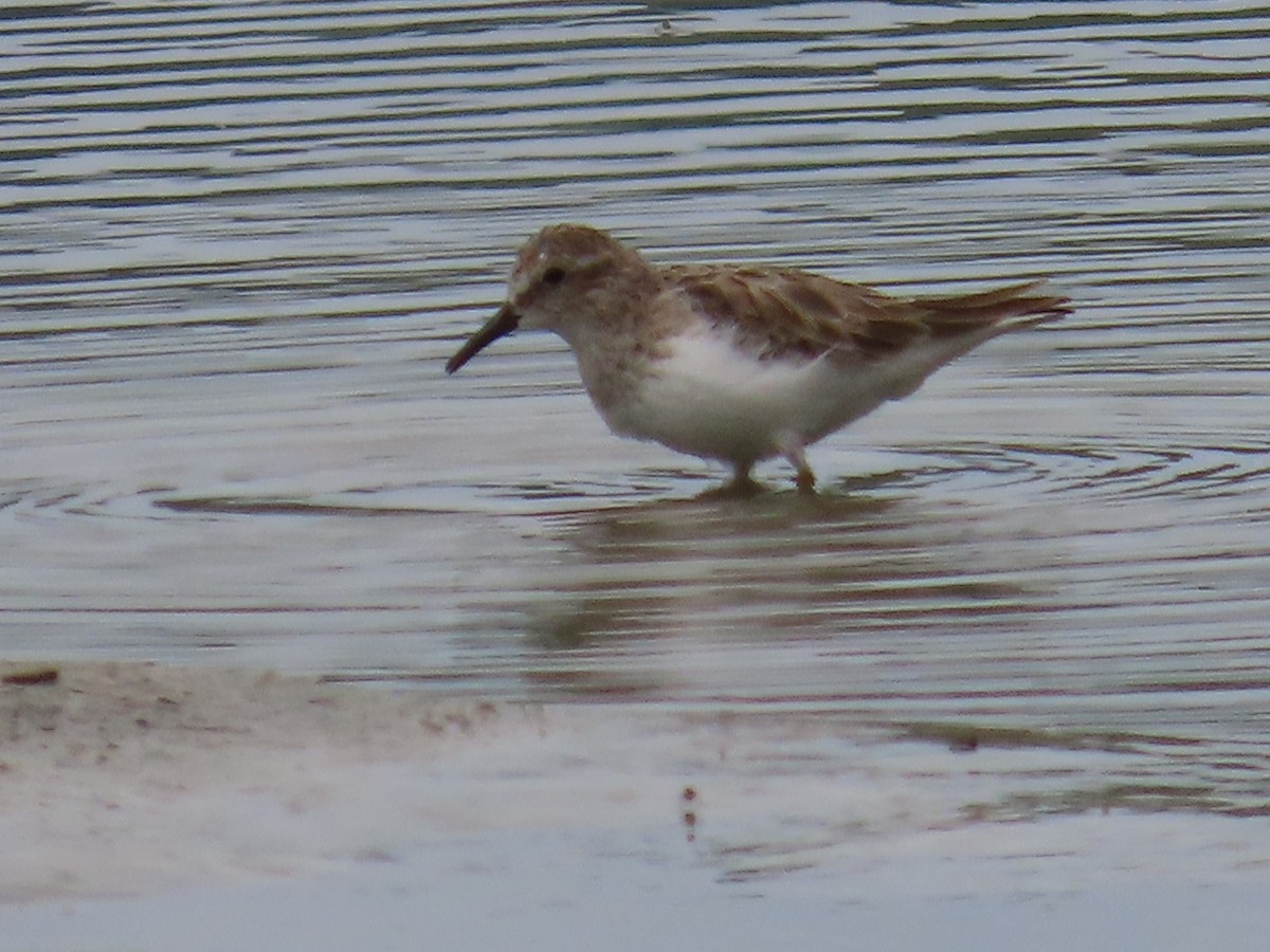 Least Sandpiper - ML612847067