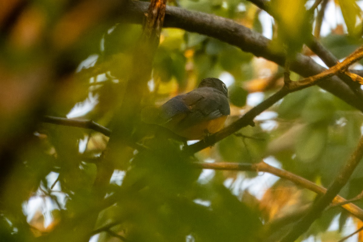 Black-headed Trogon - ML612847182