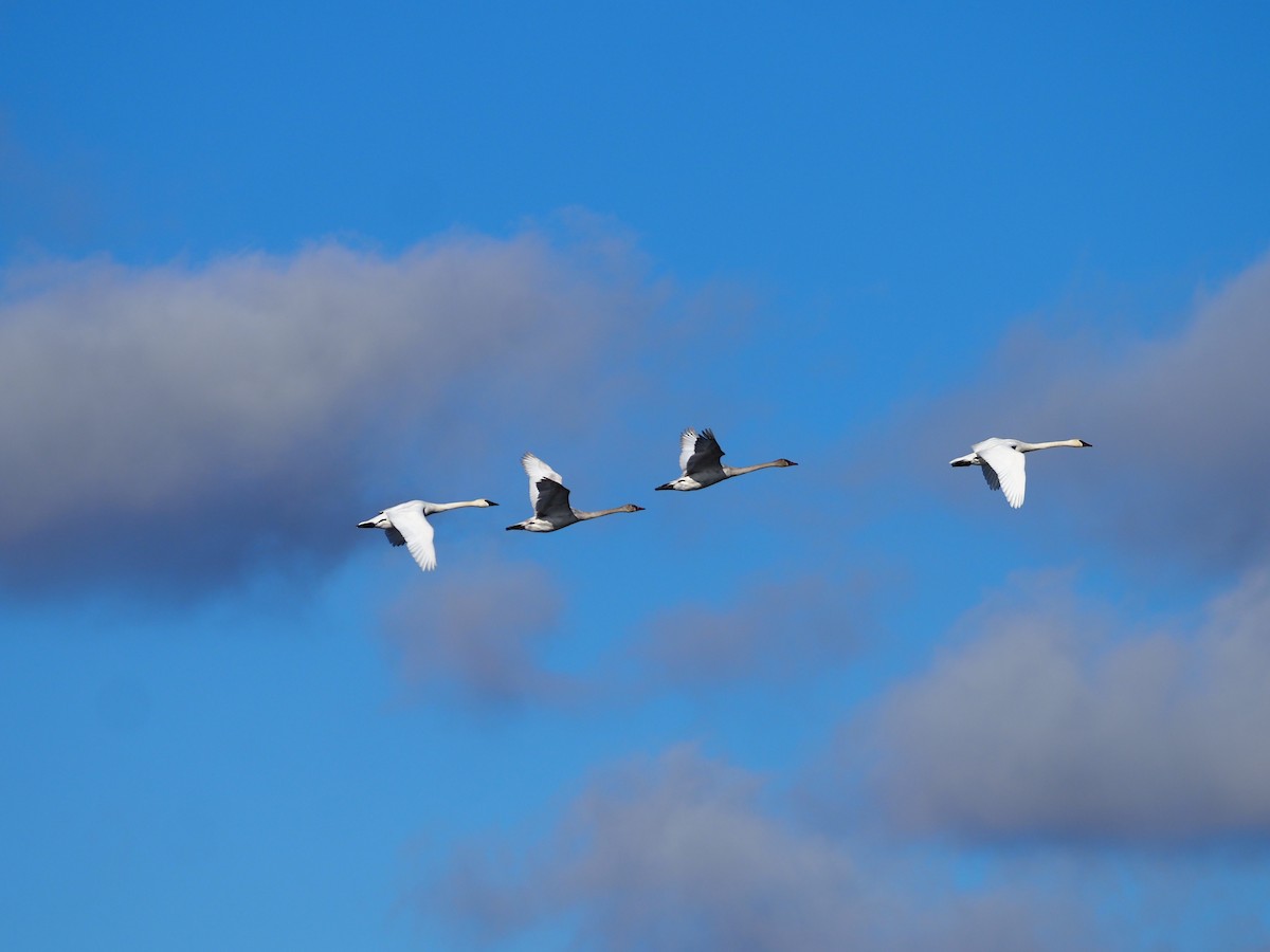 Trumpeter Swan - ML612847212