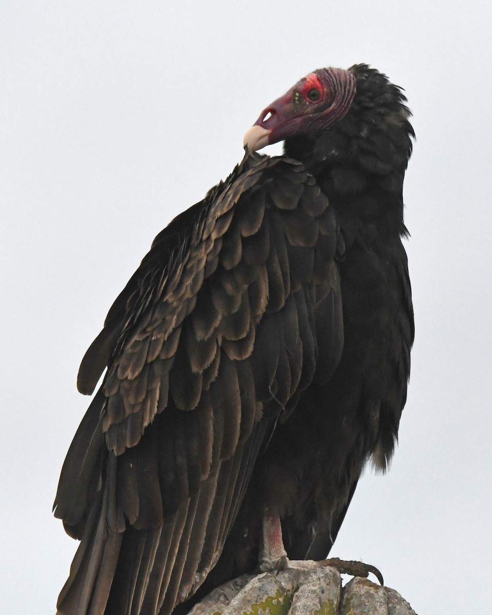 Turkey Vulture - ML612847239