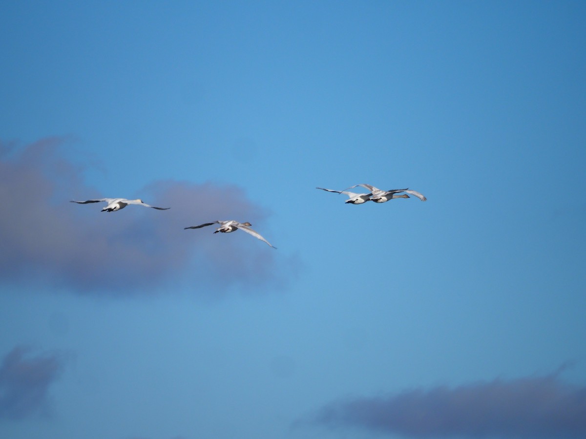 Trumpeter Swan - ML612847240