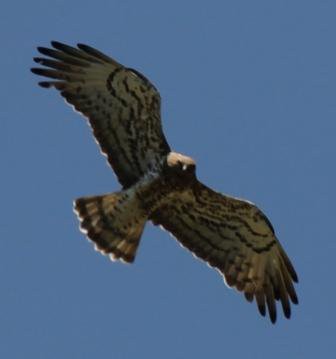 Short-toed Snake-Eagle - ML612847244