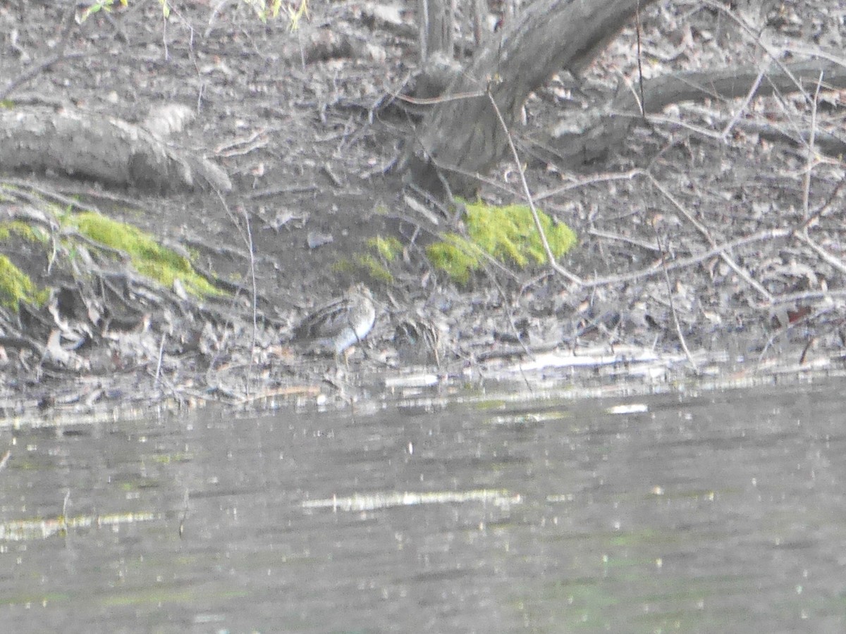 Wilson's Snipe - ML612847250