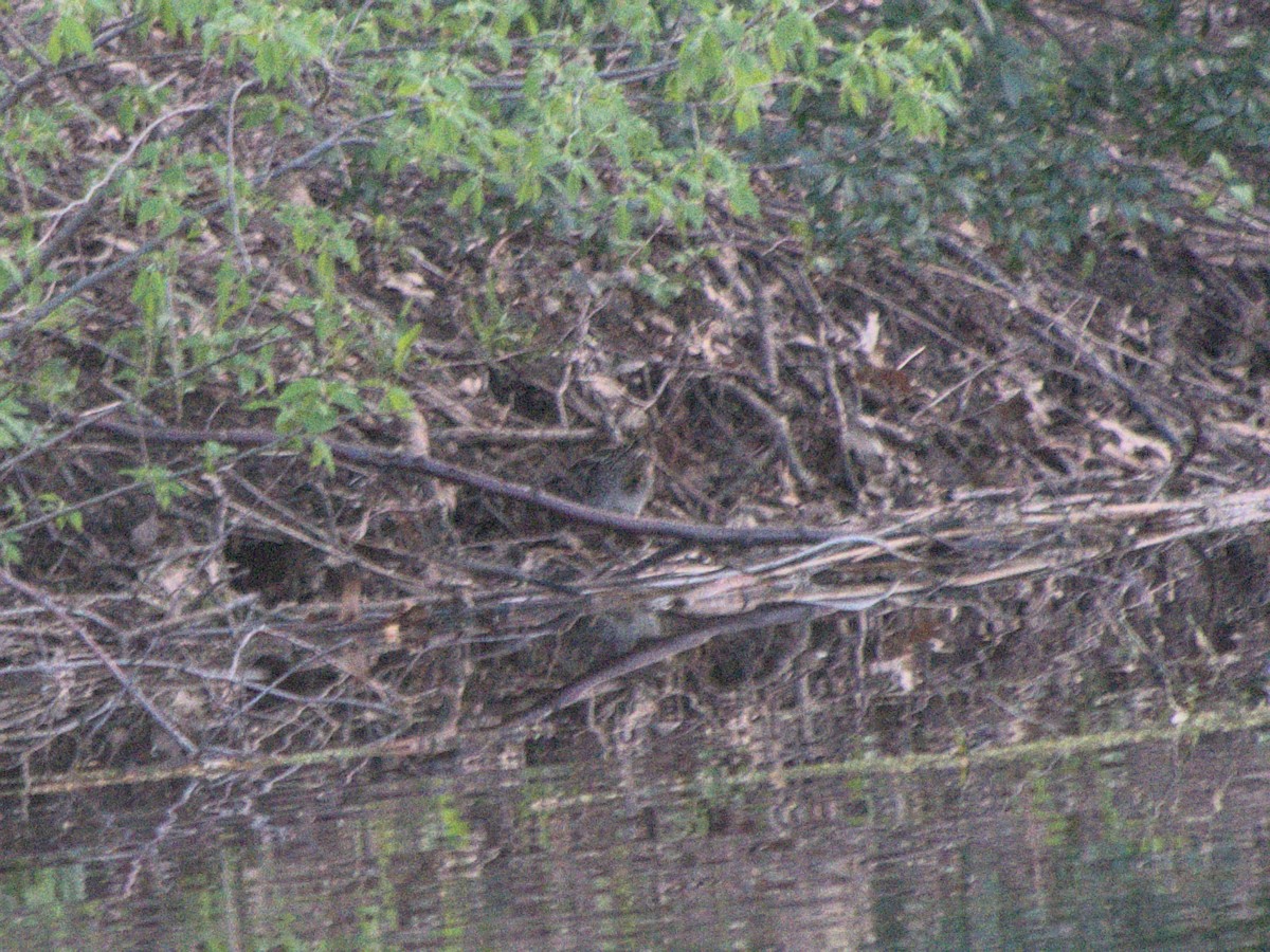 Wilson's Snipe - ML612847252