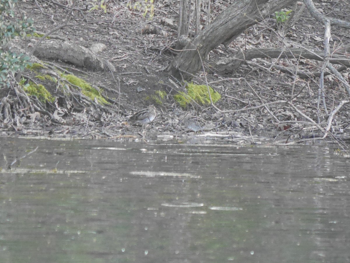 Wilson's Snipe - ML612847253