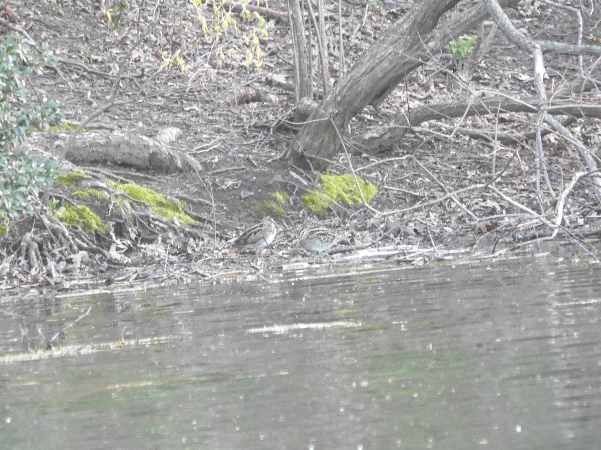 Wilson's Snipe - ML612847254