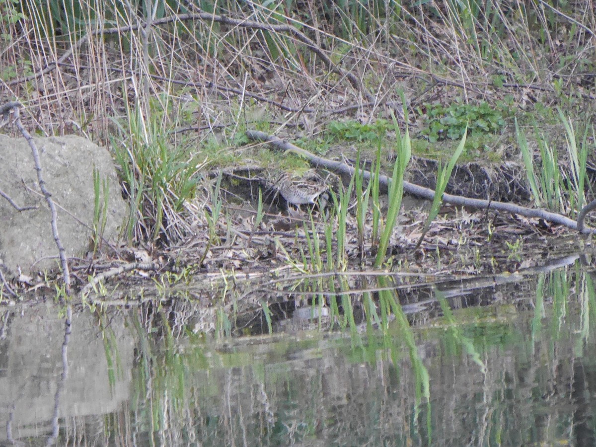 Wilson's Snipe - ML612847255