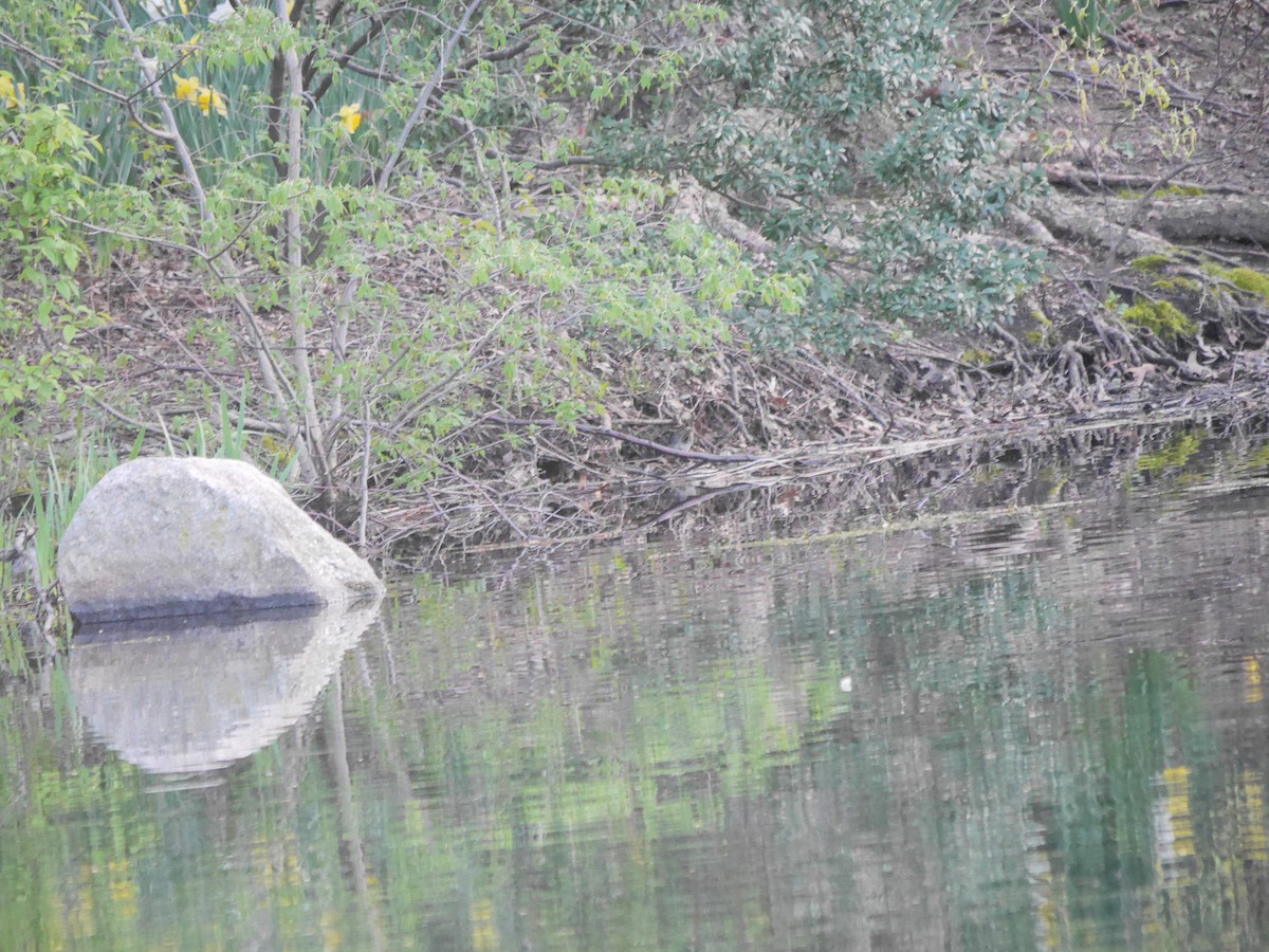 Wilson's Snipe - ML612847257