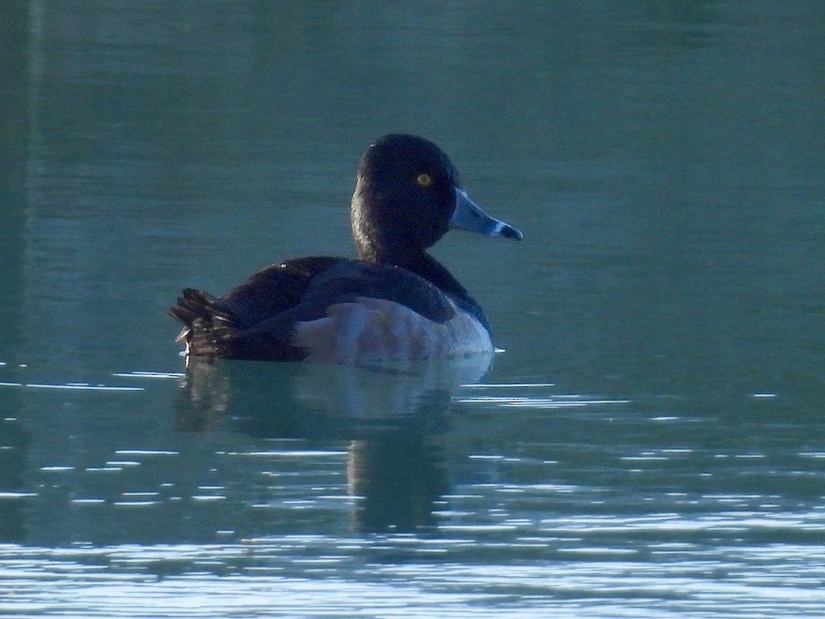 Ring-necked Duck - ML612847326