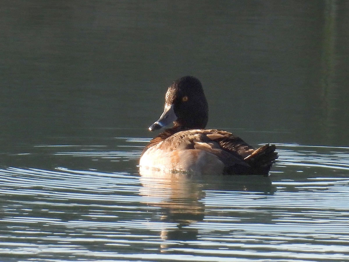 Ring-necked Duck - ML612847329
