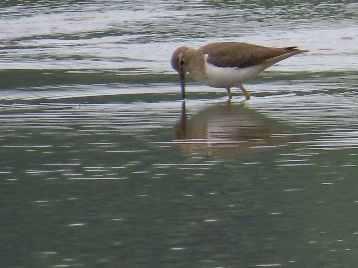 Spotted Sandpiper - ML612847338