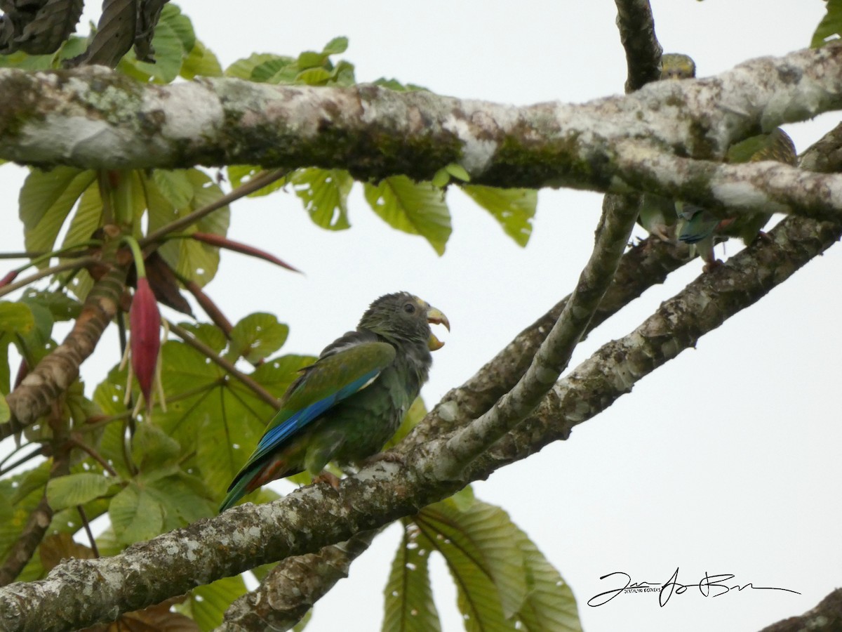 White-crowned Parrot - Jessa Beckers