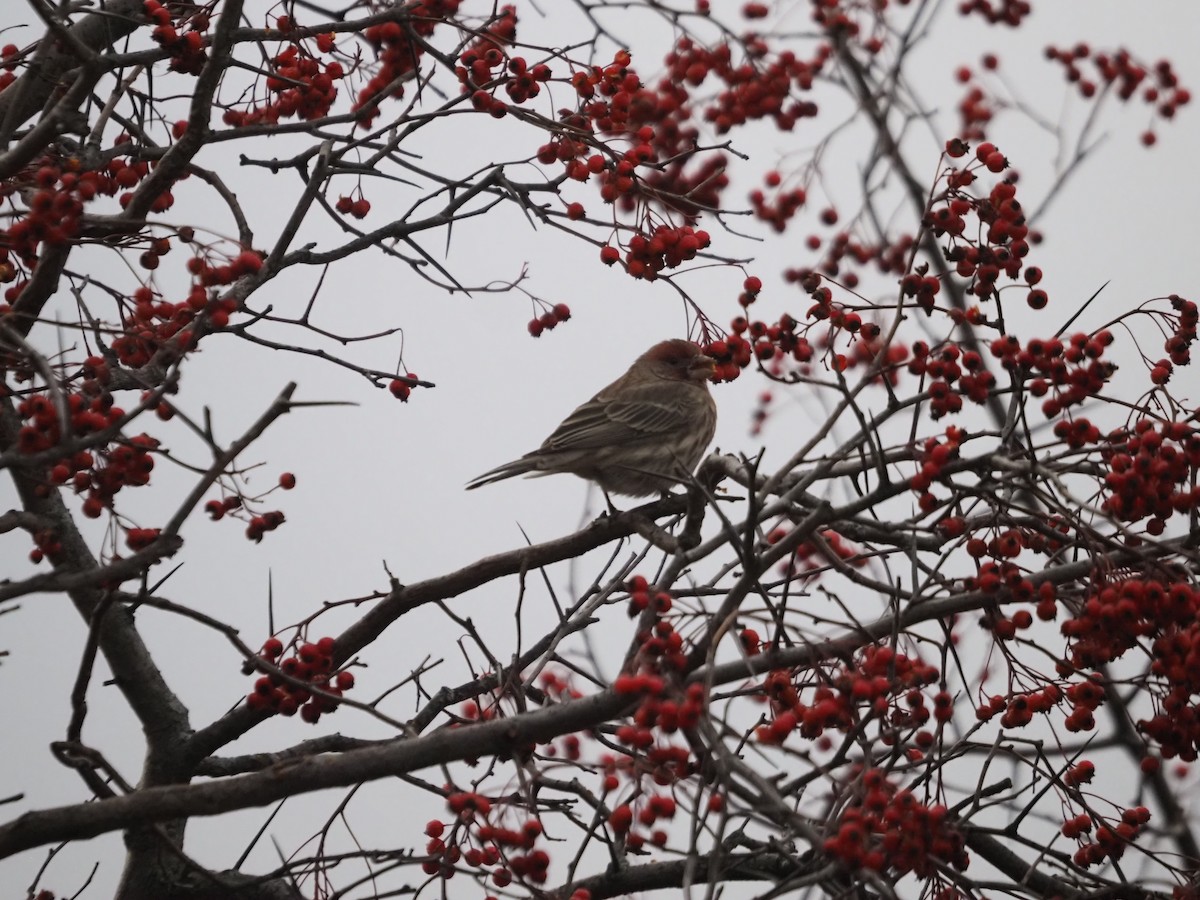 House Finch - ML612847517