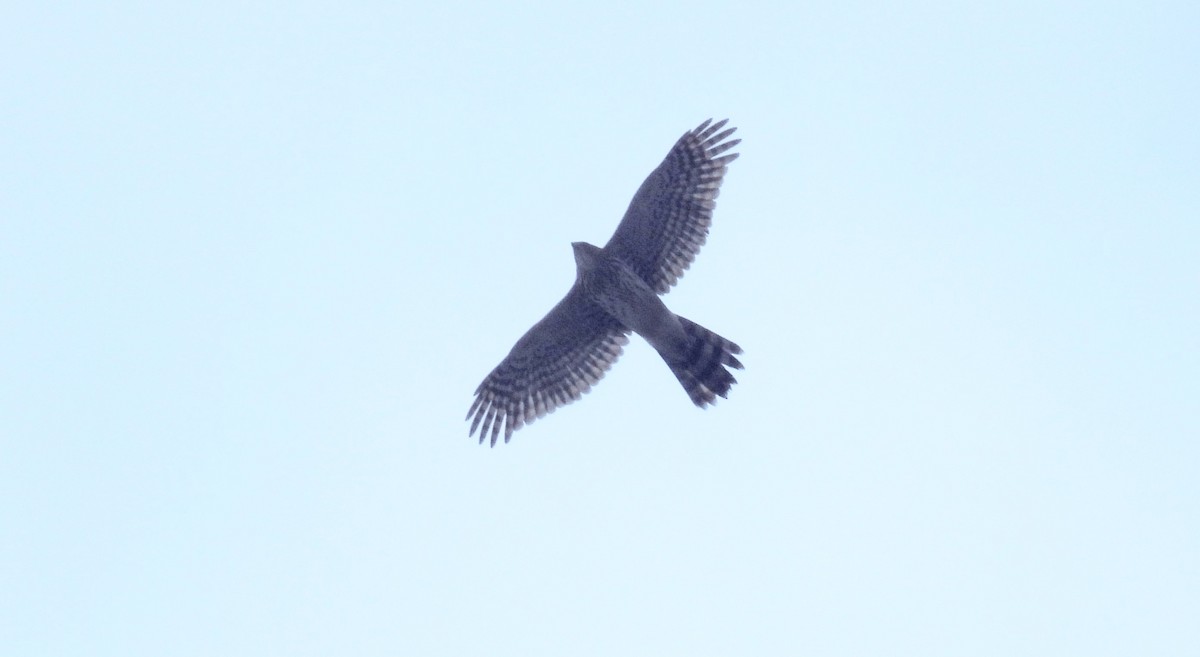 Sharp-shinned Hawk - David Wills