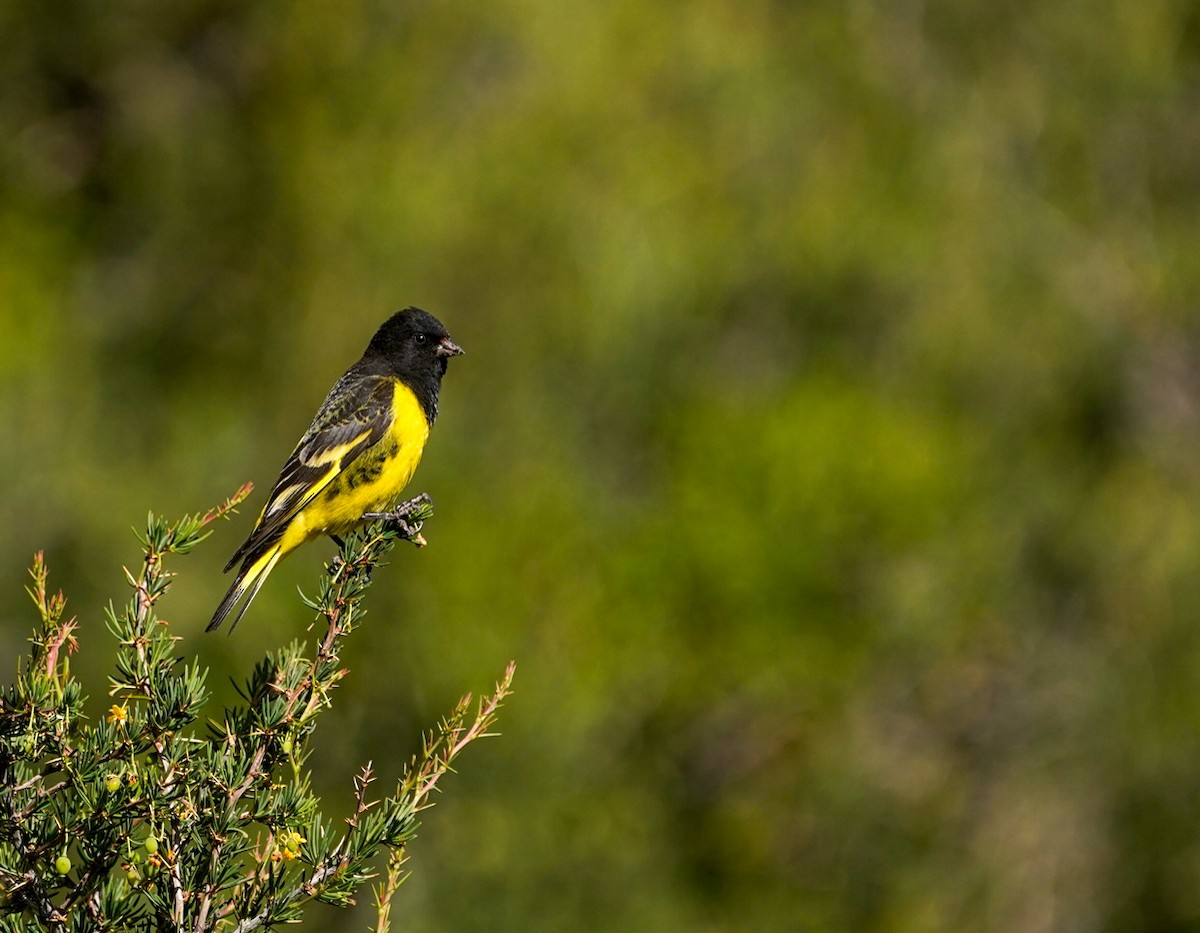 Yellow-rumped Siskin - ML612847561