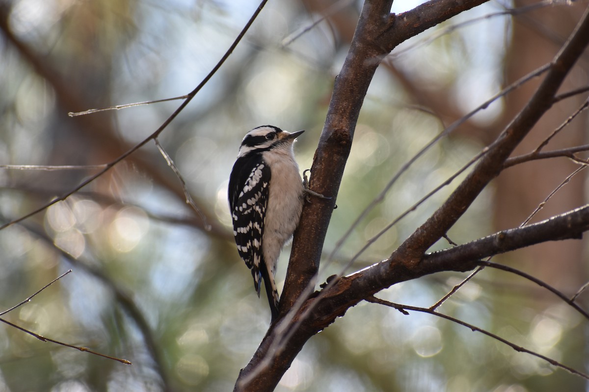 Downy Woodpecker - ML612847568