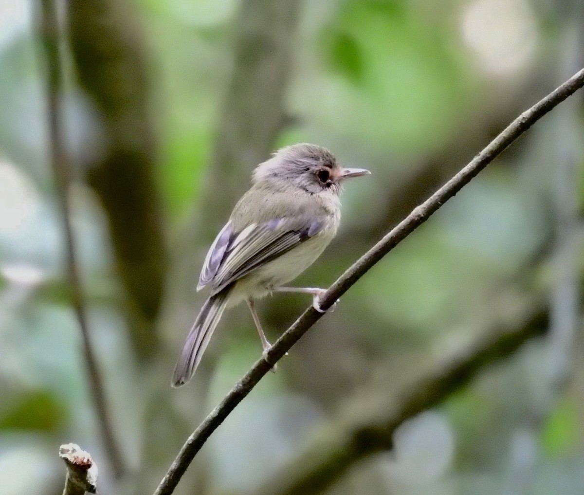 Buff-breasted Tody-Tyrant - ML612847587