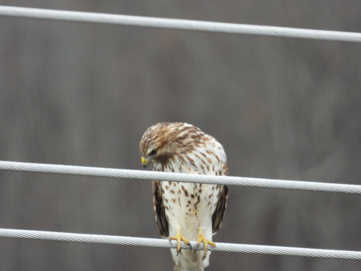 Red-shouldered Hawk - ML612847604