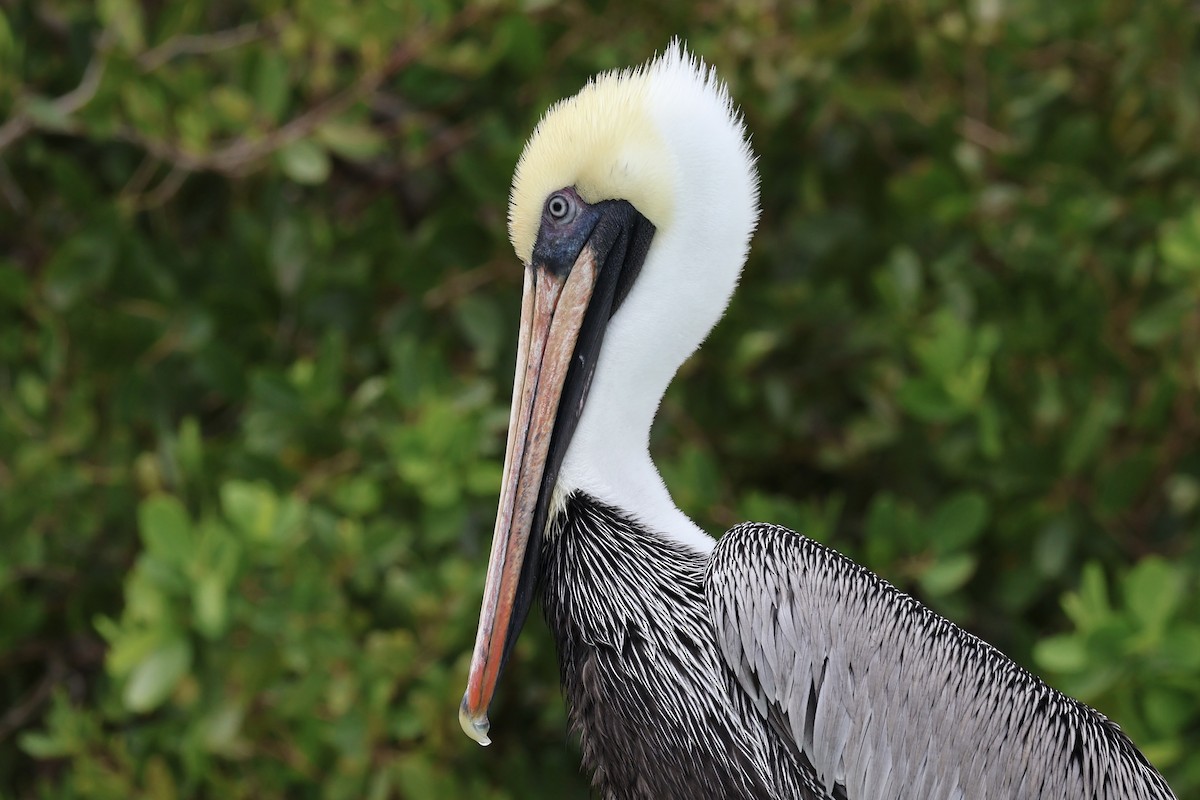 Brown Pelican - ML612847638