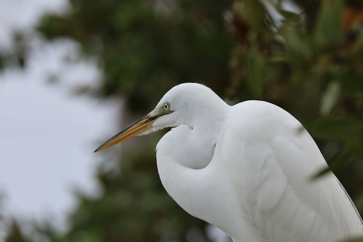 Great Egret - ML612847648