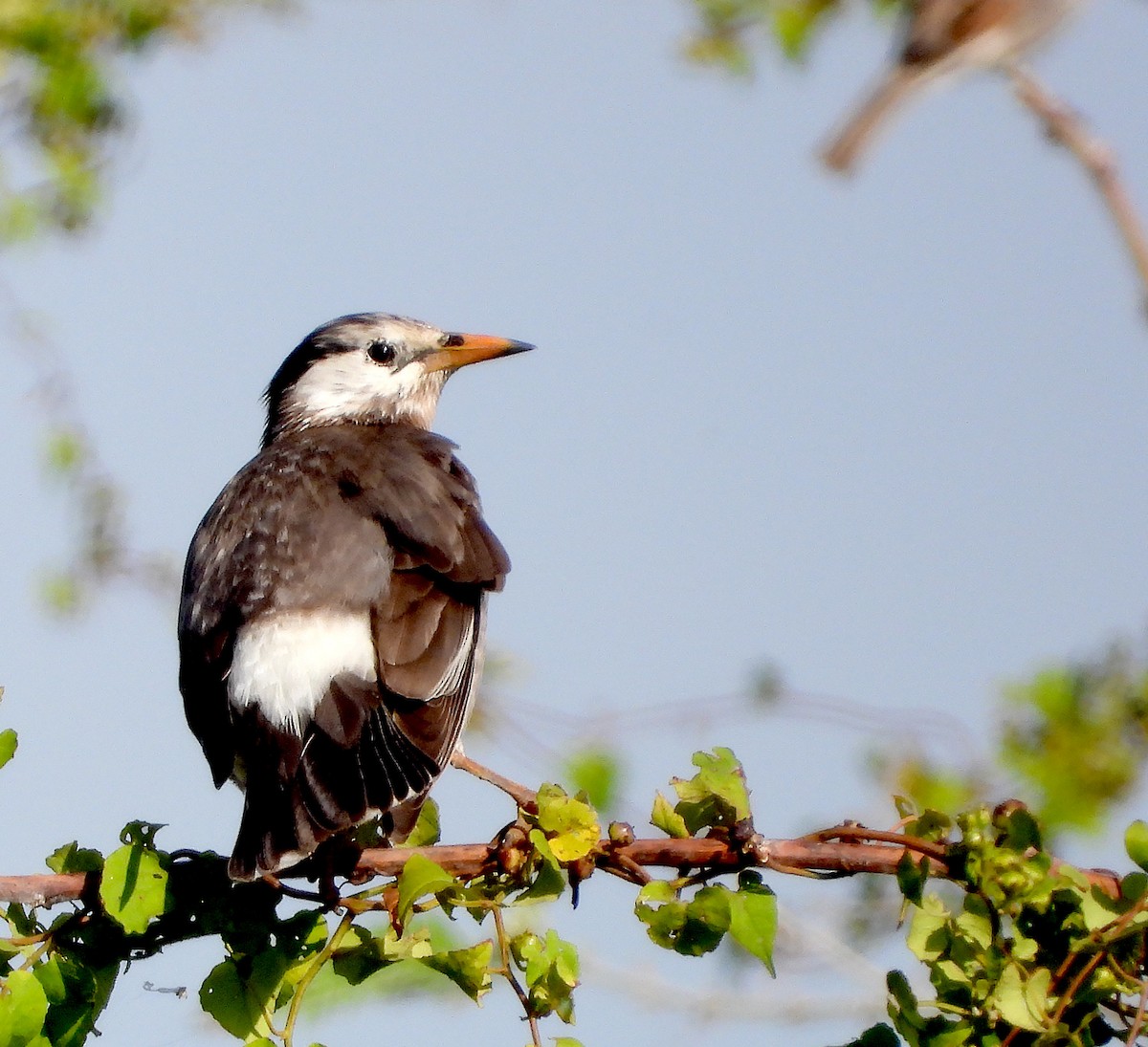 White-cheeked Starling - Uthai Treesucon