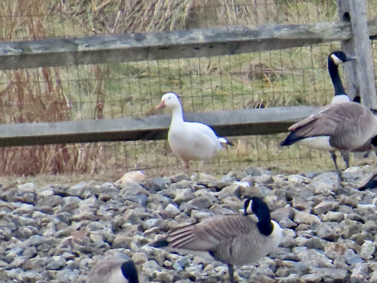 Snow Goose - ML612847929