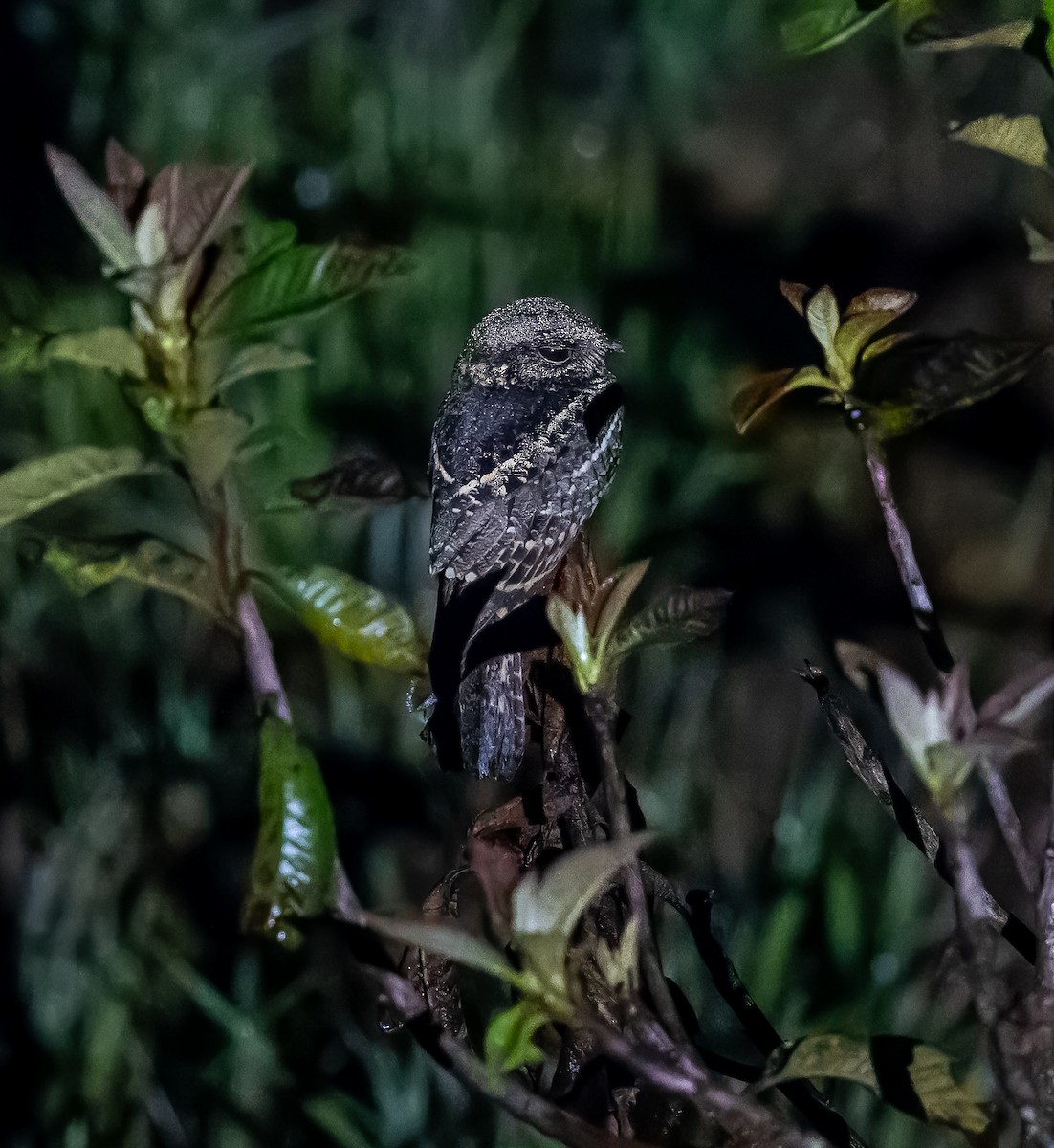 White-tailed Nightjar - Carlos Roberto Chavarria