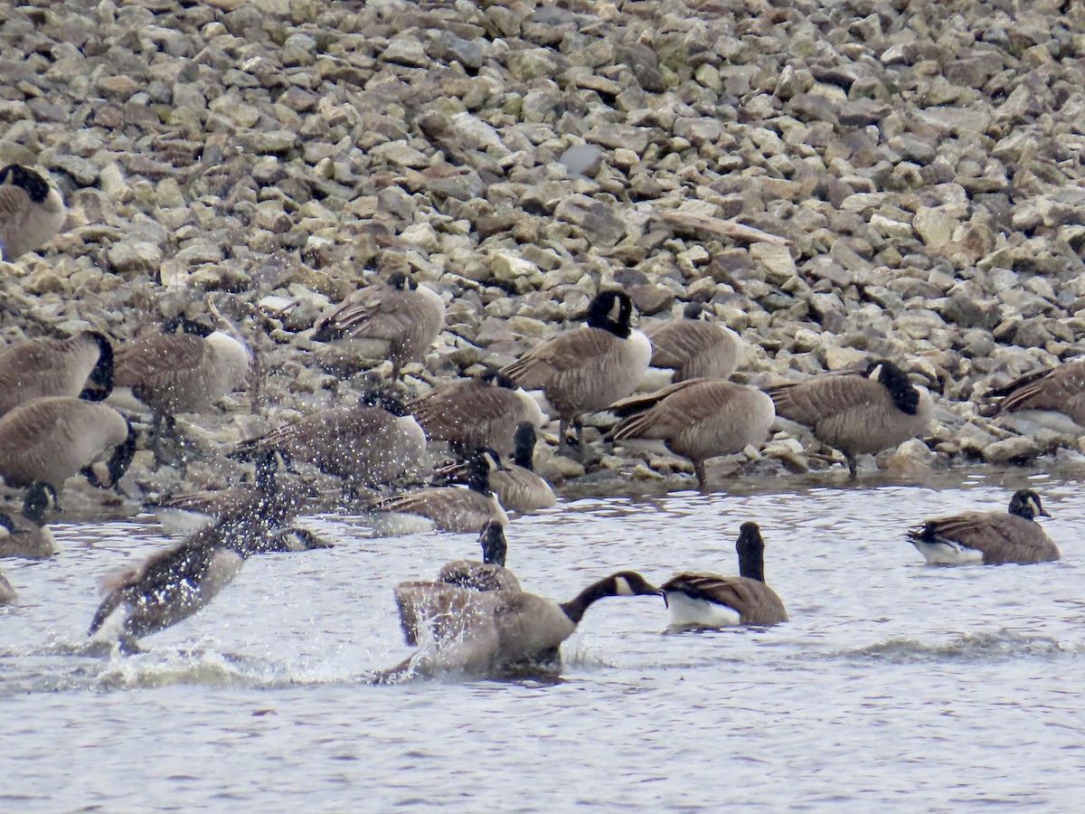 Канад галуу - ML612847997