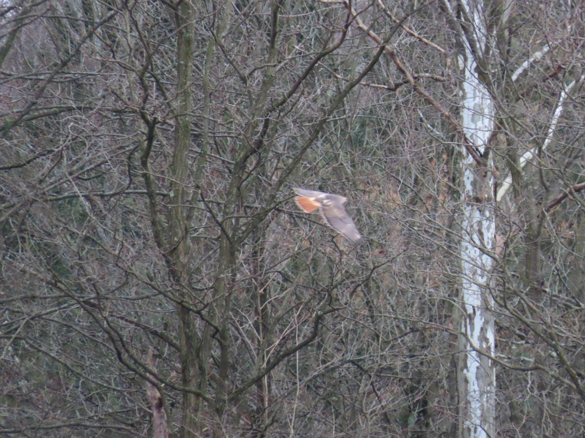 Red-tailed Hawk - Ripley Kindervater